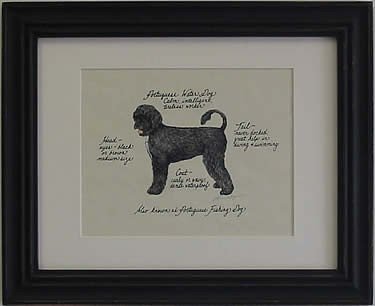 Portugese Water Dog