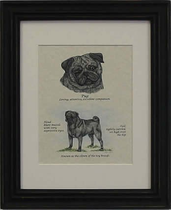 Pug Black-Stack