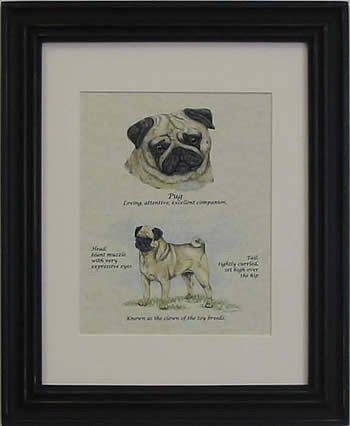 Pug Fawn-Stack