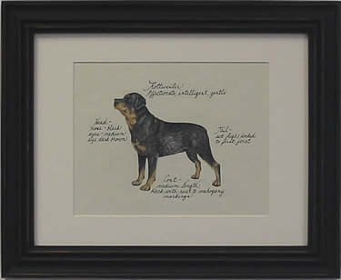 Rottweiler