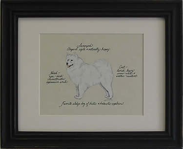 Samoyed