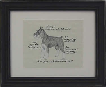 Schnauzer