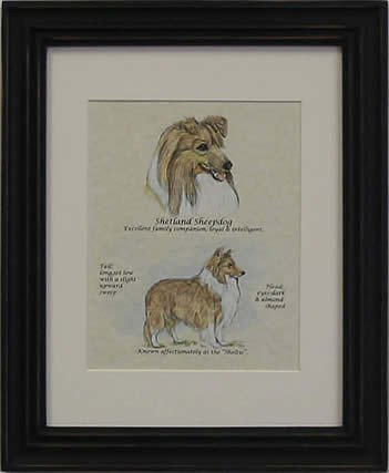 Shetland Sheep Dog-Stack