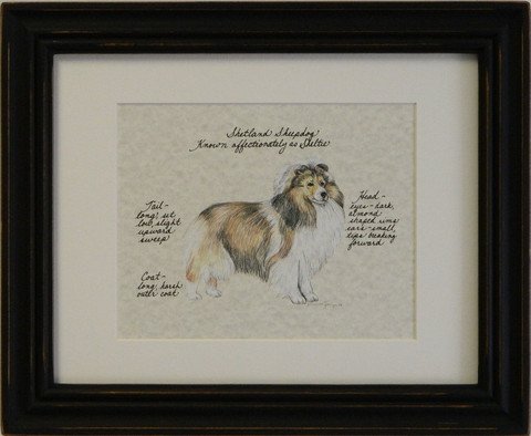 Shetland Sheepdog