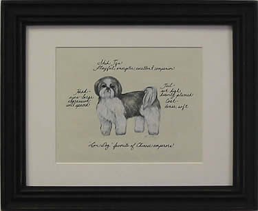 Shih Tzu Grey Puppy Cut