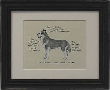 Siberian Husky