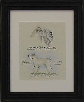 Soft Coated Wheaten Terrier-Stack