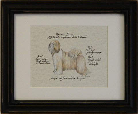 Tibetan Terrier, Blonde