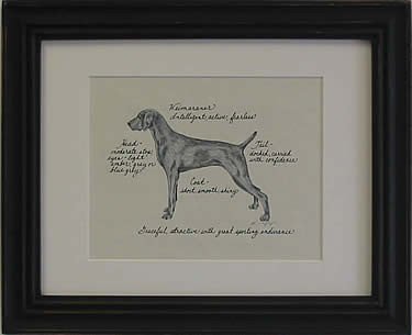 Weimaraner