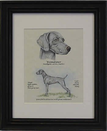 Weimaraner-Stack