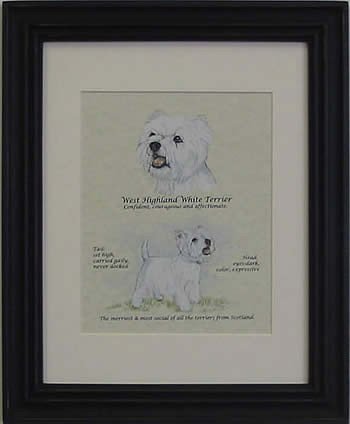 West Highland Terrier-Stack