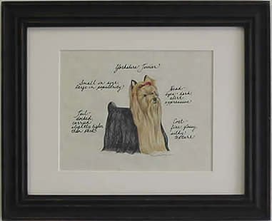 Yorkshire Terrier