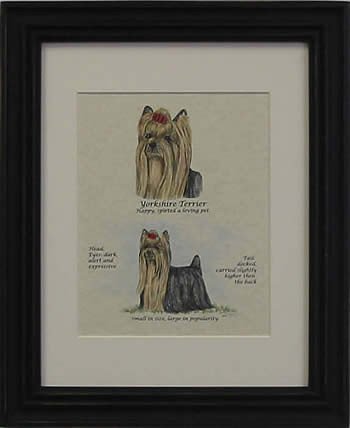 Yorkshire Terrier-Stack