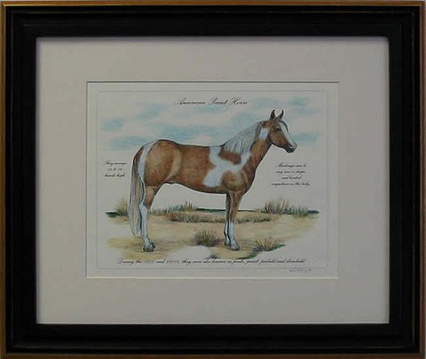 American Paint Horse