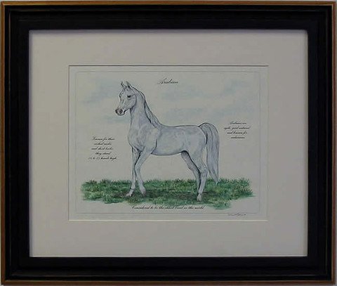 Arabian