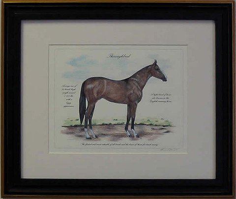 Thoroughbred