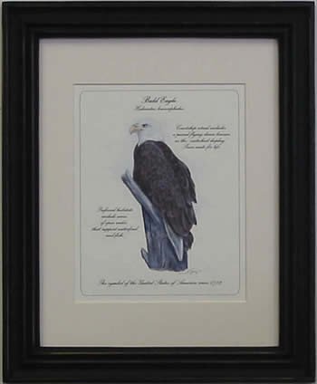 Bald Eagle