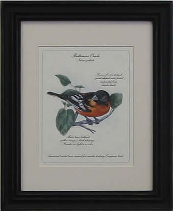 Baltimore Oriole