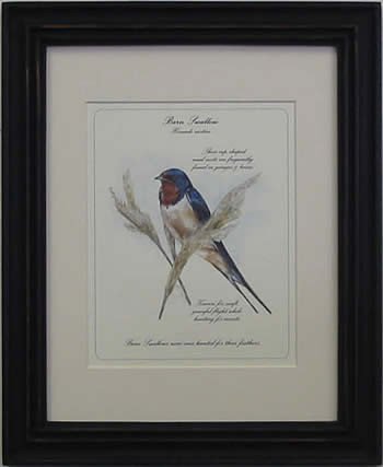Barn Swallow