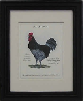 Blue Hen Chicken