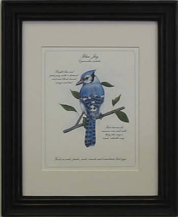 Blue Jay