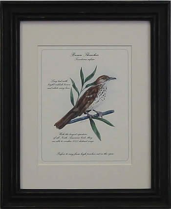 Brown Thrasher