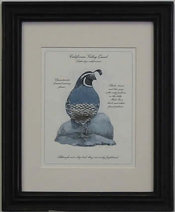 California Valley Quail