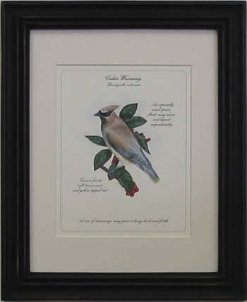 Cedar Waxwing