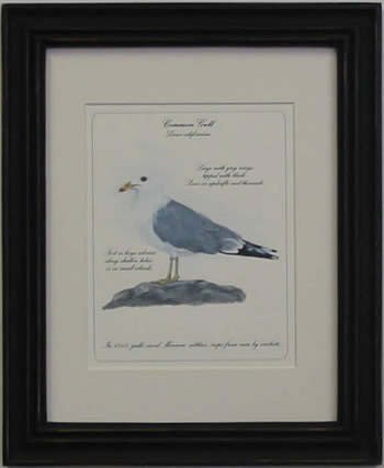 Common American Gull