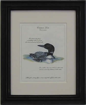Common Loon