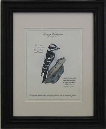 Downy Woodpecker