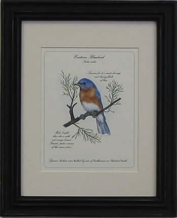 Eastern Bluebird