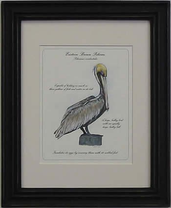 Eastern Brown Pelican