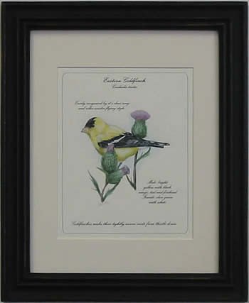 Eastern Goldfinch