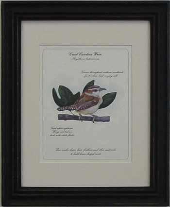 Great Carolina Wren