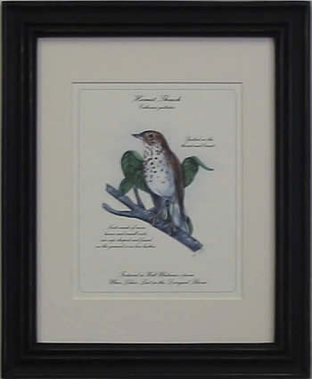 Hermit Thrush