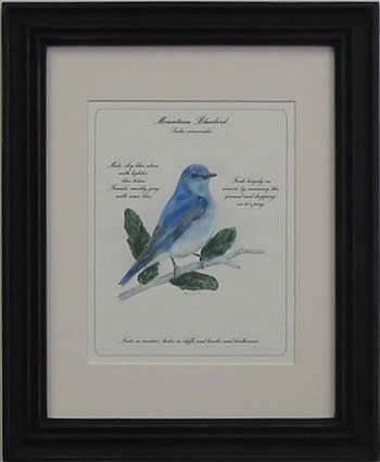 Mountain Bluebird