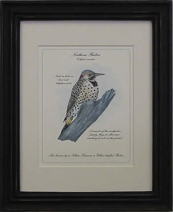 Northern Flicker