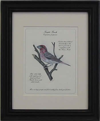Purple Finch