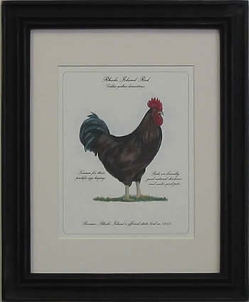 Rhode Island Red