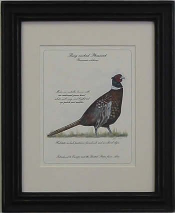 Ring Neck Pheasant
