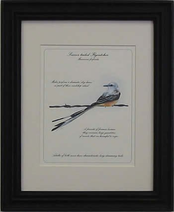 Scissor-Tailed Flycatcher