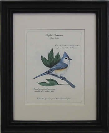 Tufted Titmouse