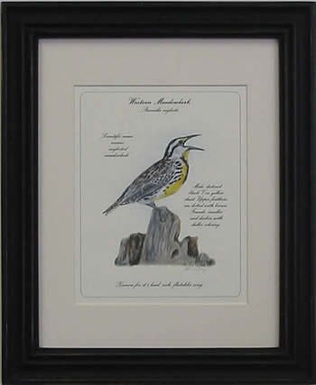 Western Meadow Lark