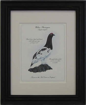 Willow Ptarmigan