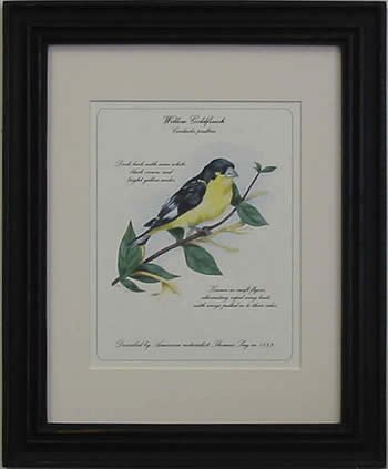 Willow Gold Finch