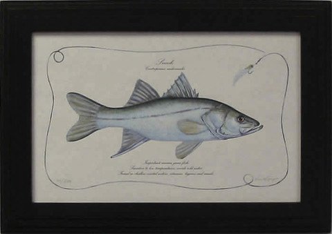 Snook
