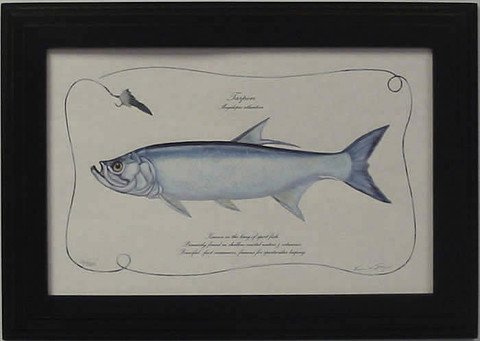 Tarpon