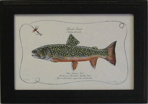 Brook Trout