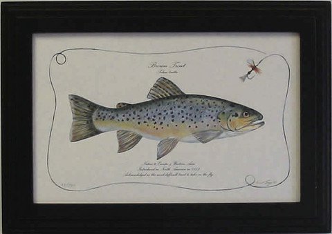 Brown Trout